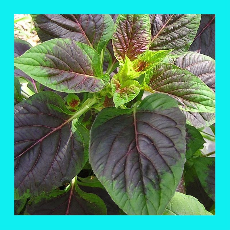 AMARANTH-BICOLOUR GREENS